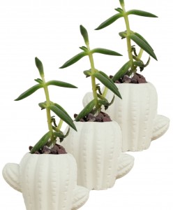 Mini Çiçek Saksı Küçük Sukulent Beyaz Kaktüs Saksısı 3'lü Set Kaktüs Figür Model